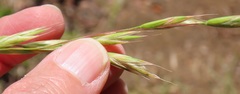 Bromus marginatus