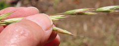 Bromus marginatus
