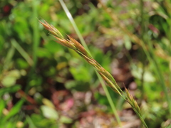 Bromus marginatus