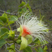 Planchonia careya - Photo (c) tjeales, algunos derechos reservados (CC BY-SA), subido por tjeales