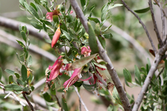 Eremophila maculata