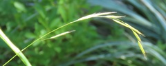 Bromus vulgaris