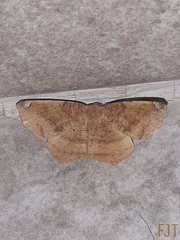 Antepione thisoaria