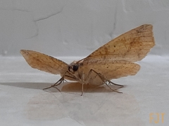 Antepione thisoaria