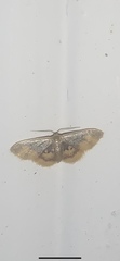 Idaea scintillularia