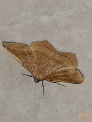 Antepione thisoaria