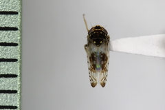 Mesamia