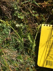 Botrychium yaaxudakeit