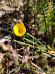 Hibbertia cistiflora