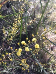 Acacia elongata