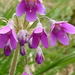 Primula matthioli - Photo (c) raganella, algunos derechos reservados (CC BY-NC), subido por raganella
