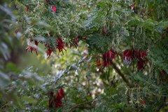 Clianthus