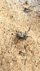 Curculio victoriensis