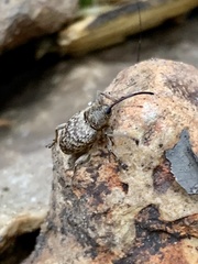 Curculio victoriensis