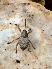 Curculio victoriensis