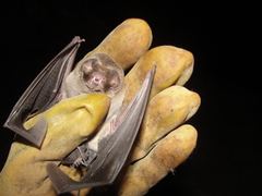 Mormoops megalophylla