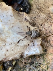 Curculio victoriensis