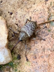 Curculio victoriensis