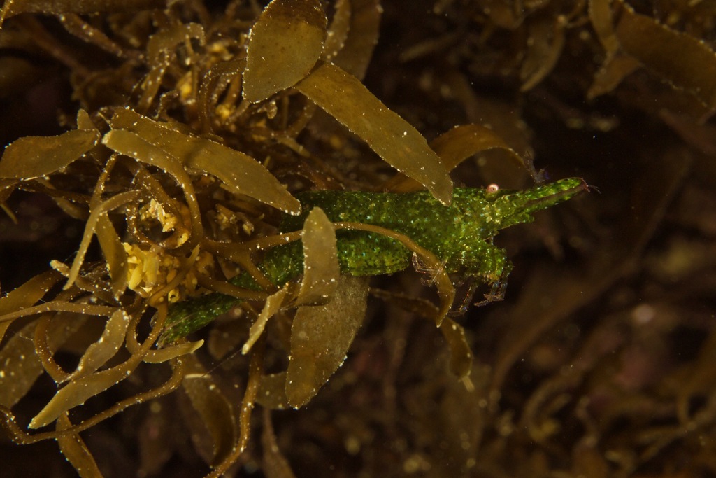 Hippolyte australiensis