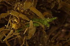 Hippolyte australiensis