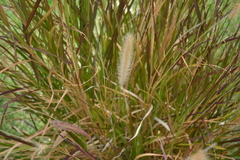 Cenchrus × cupreus