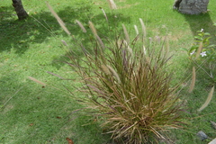 Cenchrus × cupreus