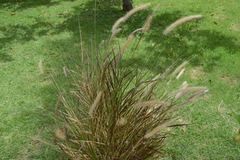 Cenchrus × cupreus