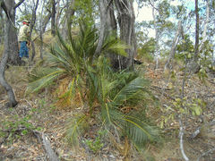 Macrozamia macleayi