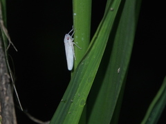 Cofana spectra