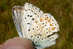 Polyommatus hispana