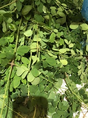 Moringa oleifera