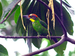 Psilopogon chrysopogon