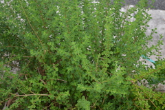 Lippia micromera
