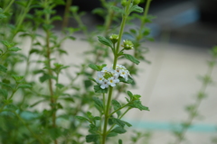 Lippia micromera