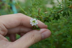 Lippia micromera