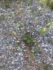 Potentilla tergemina