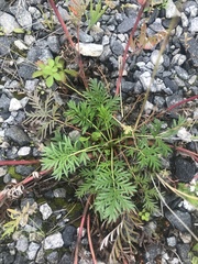 Potentilla tergemina