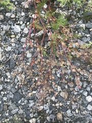 Potentilla tergemina