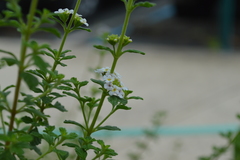 Lippia micromera