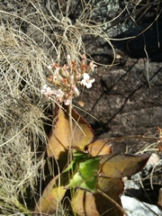 Kalanchoe synsepala image