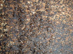Primicimex cavernis