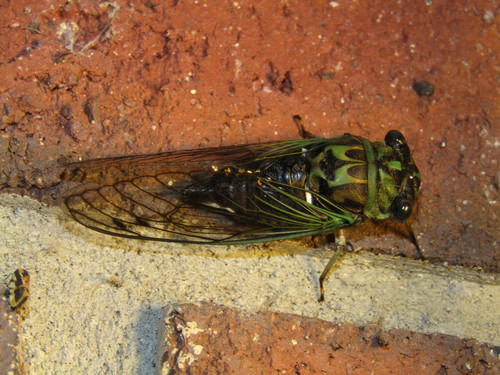 Robinson's Annual Cicada photo 5