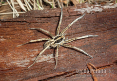 Schizocosa malitiosa