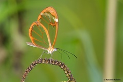 Greta morgane morgane