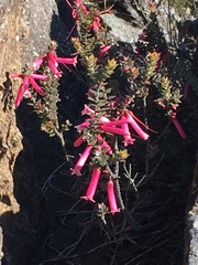 Epacris reclinata