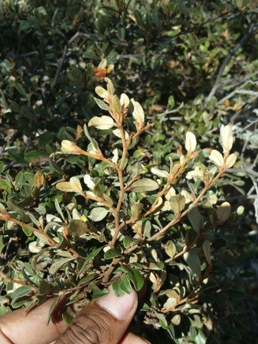 Xerochlamys bojeriana