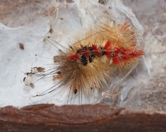 Trichiocercus sparshalli