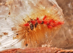 Trichiocercus sparshalli