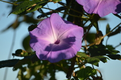 Ipomoea setosa melanotricha