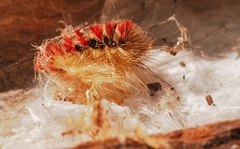 Trichiocercus sparshalli